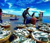 Sustainable Seafood Sourcing: How Sunny Blessing Ensures Quality and Responsibility